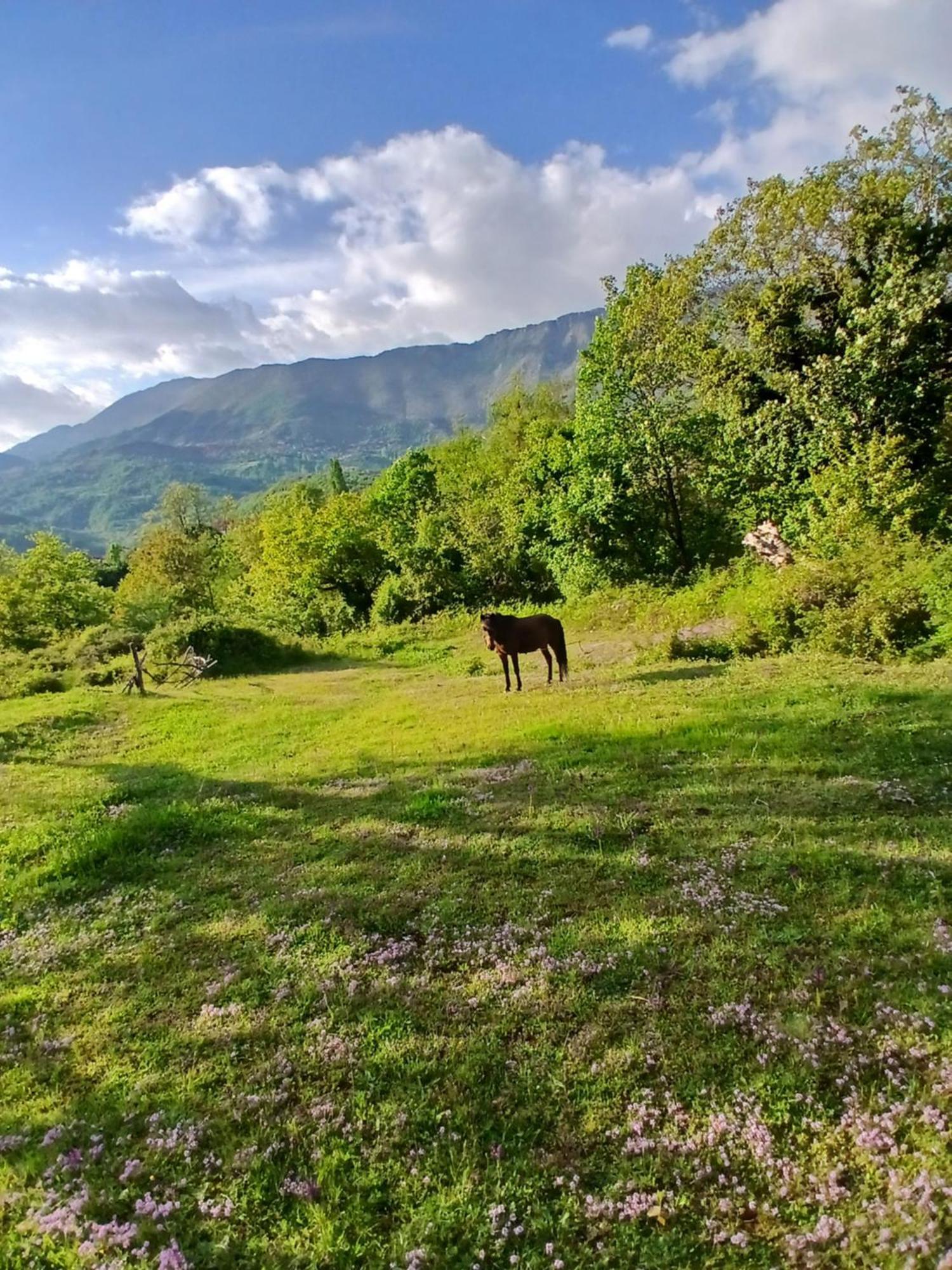 Bujtina Tusha Priska e Madhe Exterior foto